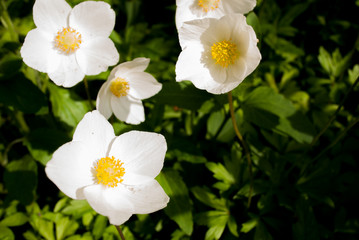 Obraz premium White flowers on the flowerbed. Bloom