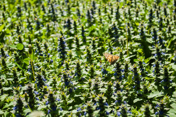 Butterflies are sitting on a green meadow. Wildflowers.