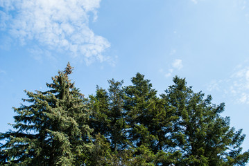 Blue sky and tree branches