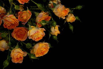  beautiful yellow rose with buds and green leaves on black background