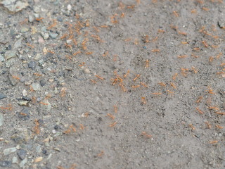 red ants walking on the ground soil background