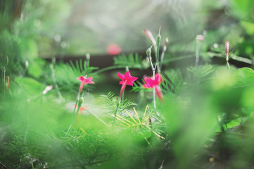 Red flower with nature green background