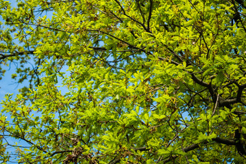 Fototapeta na wymiar Branches of trees against a blue sky