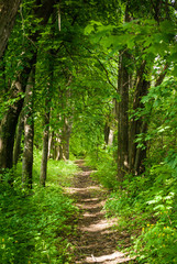 Obraz premium Forest trail between large green trees.