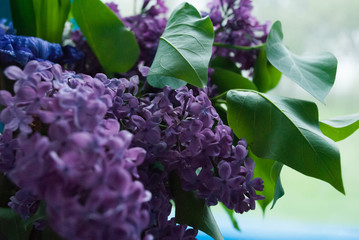 Bouquet of purple lilac closeup