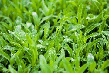 Dew drops on green grass in the morning.