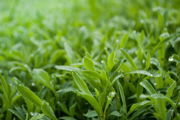Dew drops on green grass in the morning.
