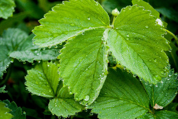 Dew on strawberry leaves