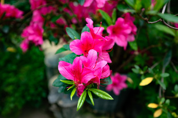 허브, 꽃, 클로즈업, 로즈마리, 화분, 하우스