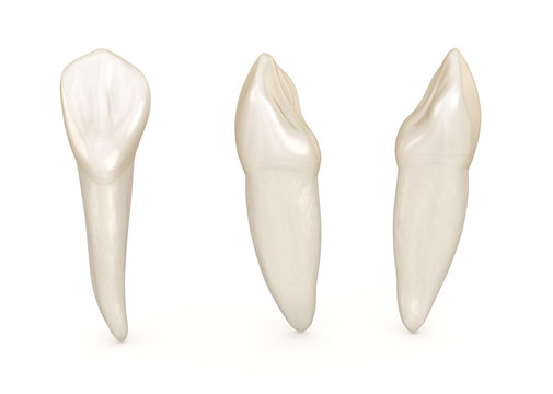 Dental anatomy - maxillary central incisor tooth. Medically accurate dental 3D illustration