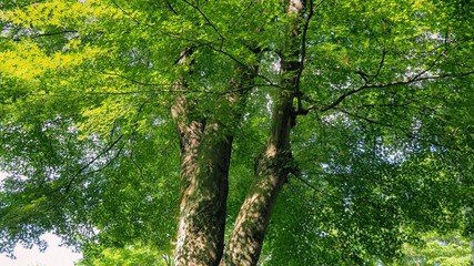 Obraz premium 新緑の時期の落葉樹