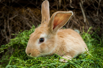 The red rabbit is sitting on the green grass.