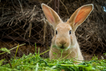 Naklejka na ściany i meble The red rabbit is sitting on the green grass.