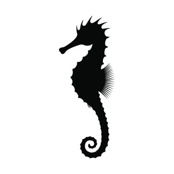 Seahorse graphic icon. Black silhouette seahorse isolated on white background. Seahorse high detailed symbol or sign. Vector illustration