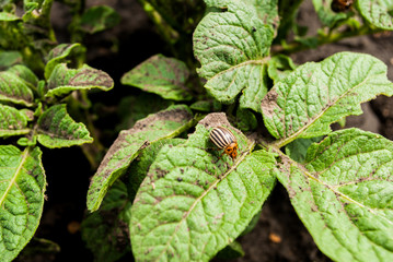 The Colorado potato beetle sits on a potato bush.