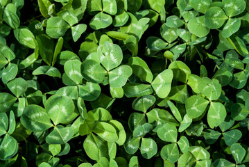 Clover green leaves close up