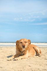 Old dog at the beach