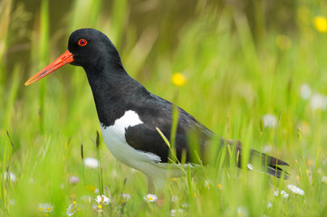 Eurasian Oystercatcher in nature