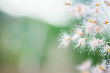 Pink and white grass flowers.