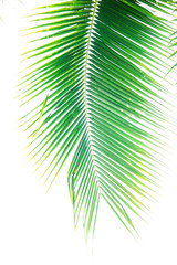 Obraz premium Detail of coconut trees with soft light background or vintage style.