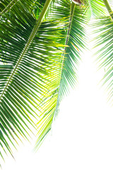 Naklejka na ściany i meble Detail of coconut trees with soft light background or vintage style.