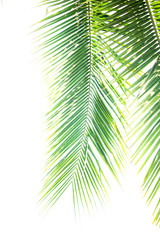 Fototapeta premium Detail of coconut trees with soft light background or vintage style.