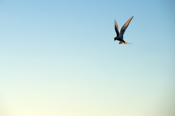 Sea gull soars in the sky above the sea