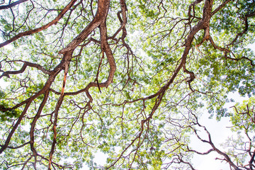 Obraz premium Green tree leaf in the nature