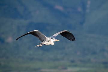 Grey heron (Ardea cinerea) in flight against blue sky