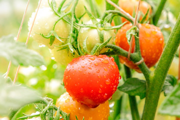 Fresh, ripe organic tomatoes on a branch in a vegetable garden after the rain, toned image