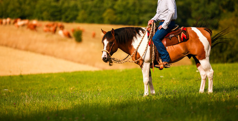 Horse, western pony with cowboy on a summer evening on the cattle pasture while looking to his...