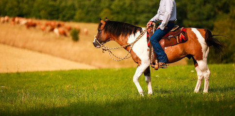 Horse, western pony with cowboy on a summer evening on the cattle pasture while looking to his...