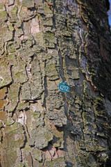 Baum-Markierung