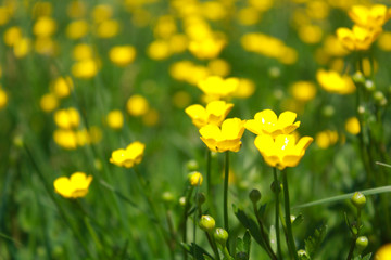 beautiful yellow flowers