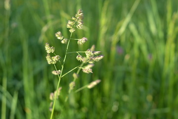 flower, nature, plant, flowers, green, field, summer, meadow, grass, spring, flora, blossom, wild, bloom, macro,   beautiful, garden, herb, white, blooming, color, season, wildflower