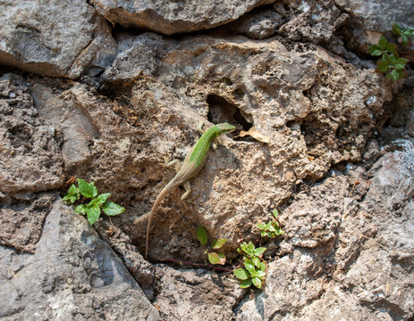 Green lizard on an old stone wall