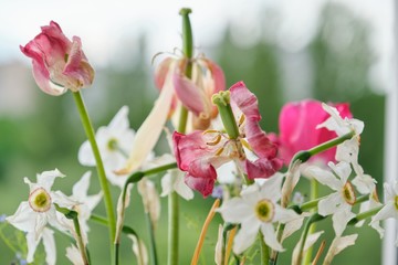 Bouquet of faded spring flowers, tulips and white daffodils dried up