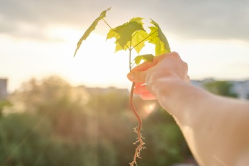 Hand holding sprout of small maple tree, conceptual photo, dramatic sky background with clouds,...