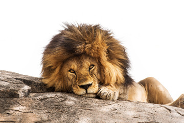 Beautiful lion lying on a stone