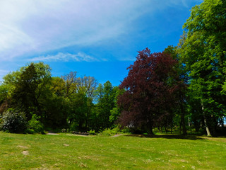Fototapeta na wymiar Bäume und Sträucher im Park
