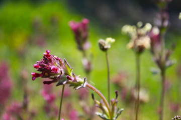 flowers in the garden