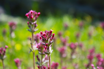 flowers in the garden