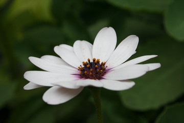 Fototapeta premium Flower