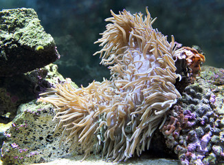 Sea anemone or actinia isolated close – up view 