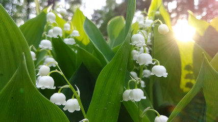 Flowers Lily of the valley grows in the forest with a ray of evening sun.