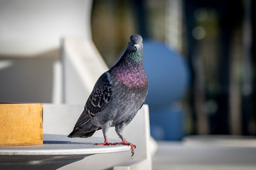 pigeon