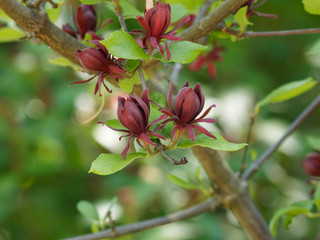 Der Echte Gewürzstrauch (Calycanthus floridus), wunderschöner dekorativer Strauch mit großen...