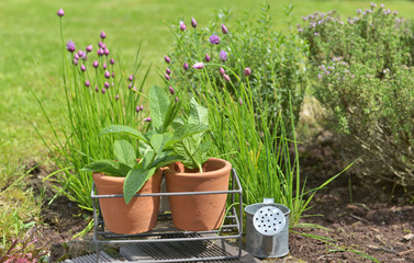 leaf of mint in flowerpot in front of chives and thyme blooming in garden