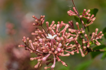 Geschlossene Fliederblüten (Syringa vulgaris)