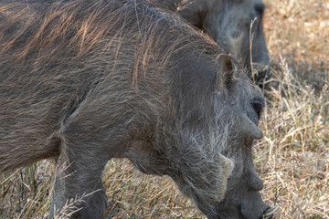 A closeup of an African Warthog, showing the head and coarse hair, South Africa.